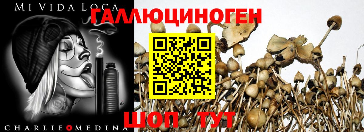 Псилоцибиновые грибы Psilocybine cubensis Махачкала
